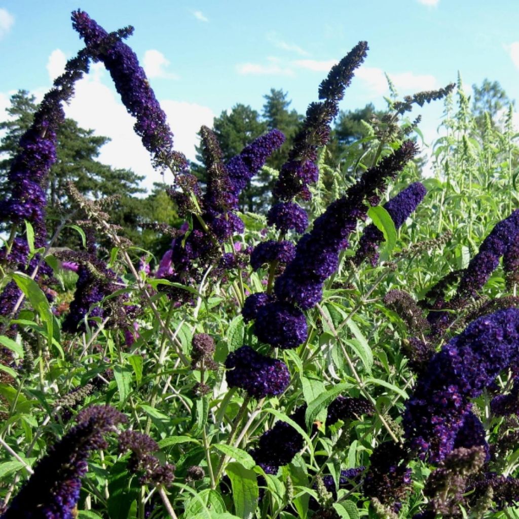 Buddleja davidii Black knight