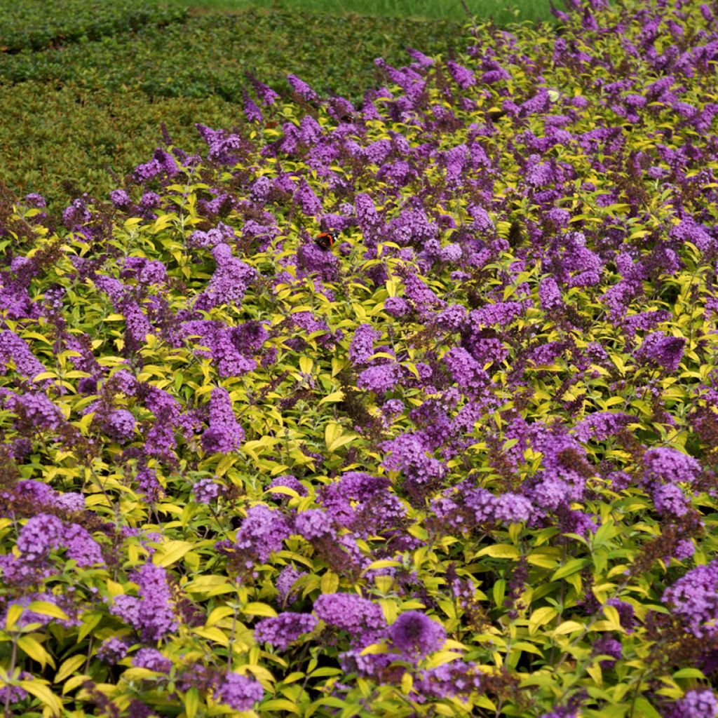 Buddleja davidii Moonshine