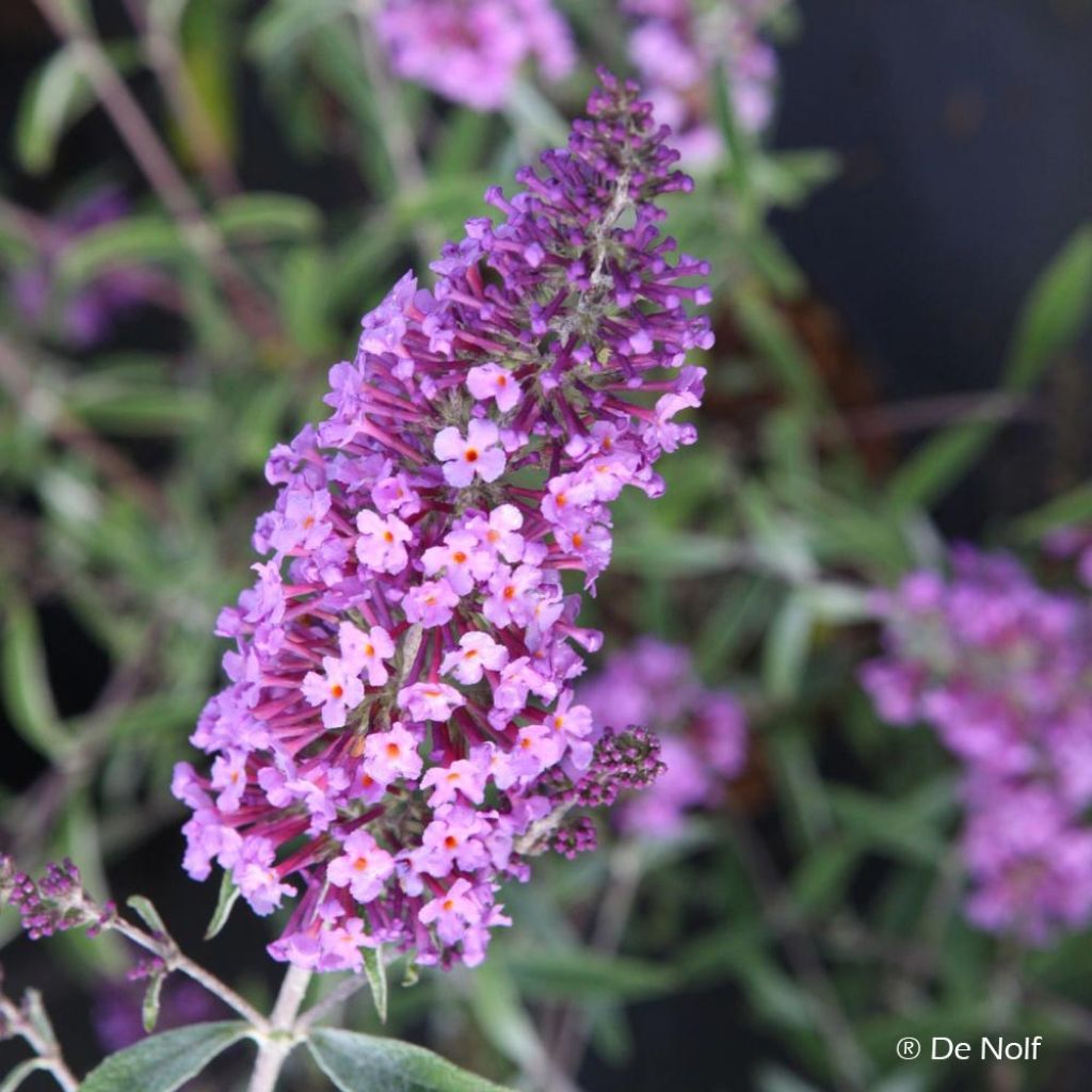 Buddleja Sophie - Arbre à papillons