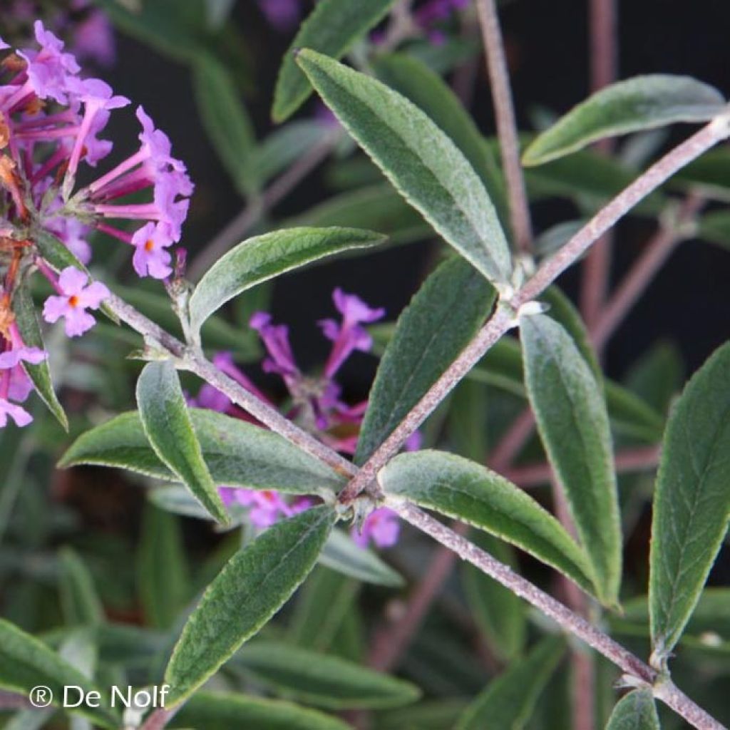 Buddleja Sophie - Arbre à papillons