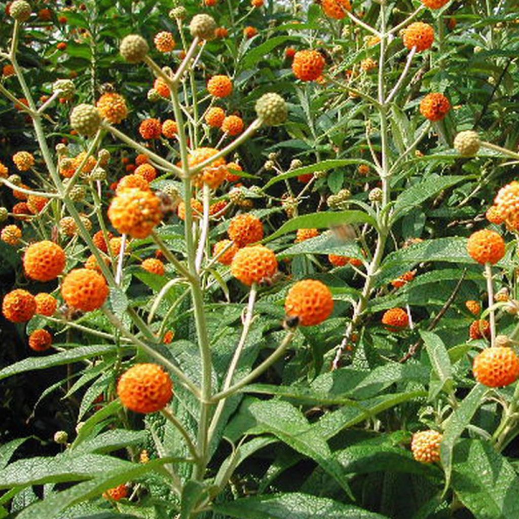 Buddleja globosa