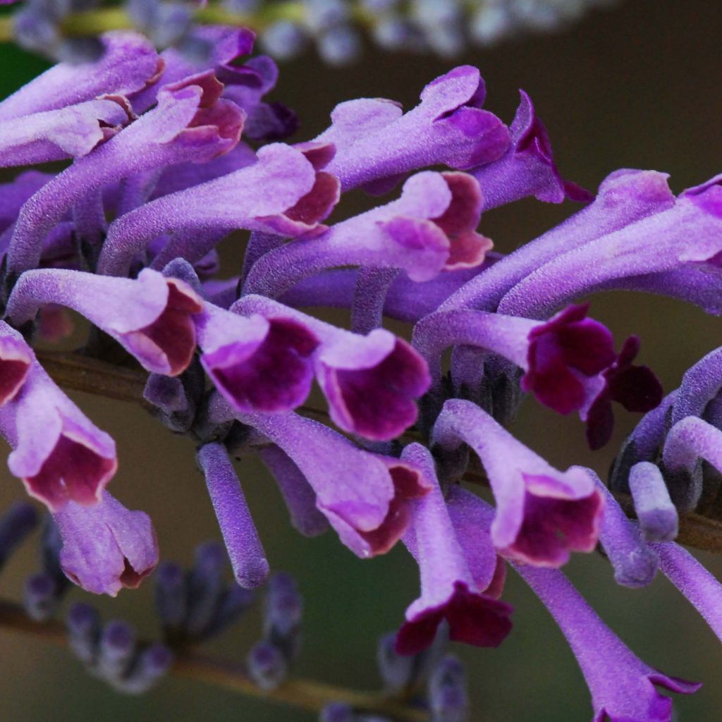 Buddleja lindleyana - Arbre aux papillons de Lindley