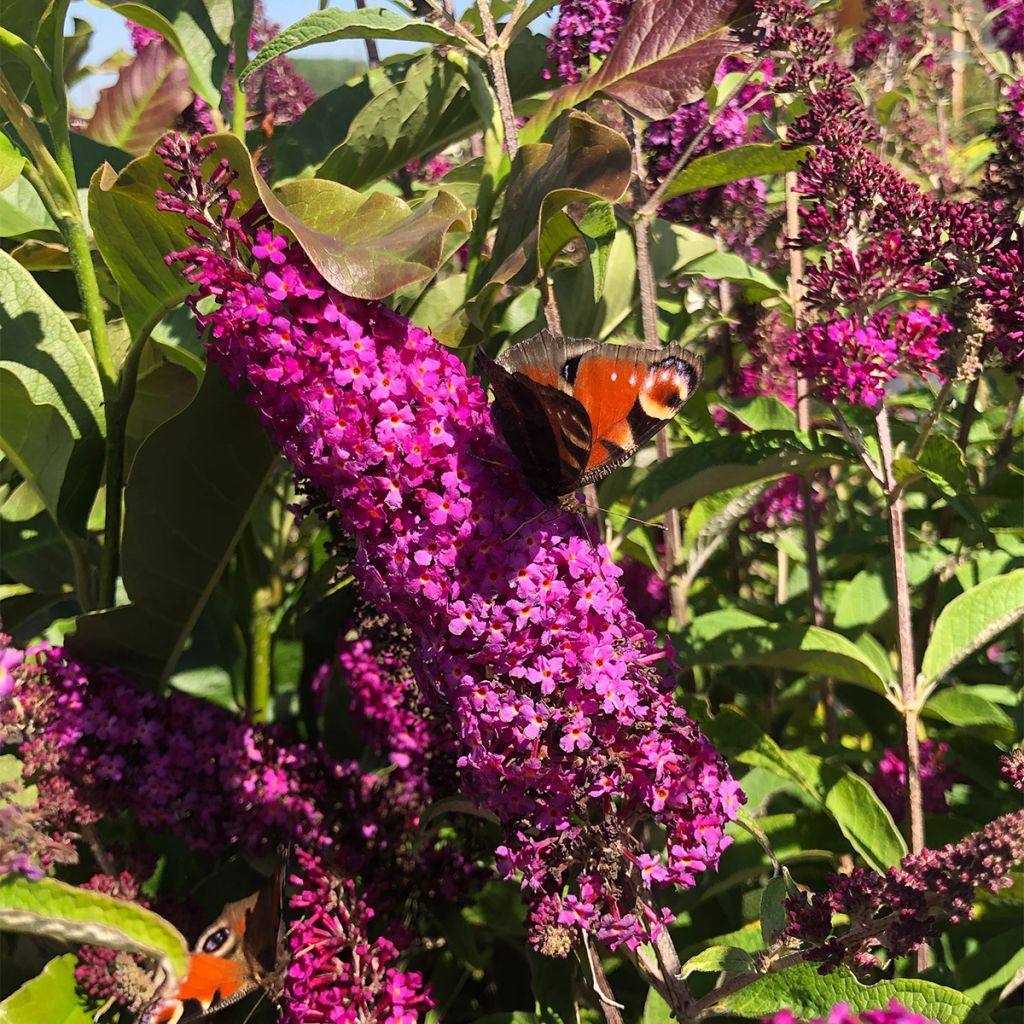 Buddleia Royal Red - Arbre aux papillons rouge