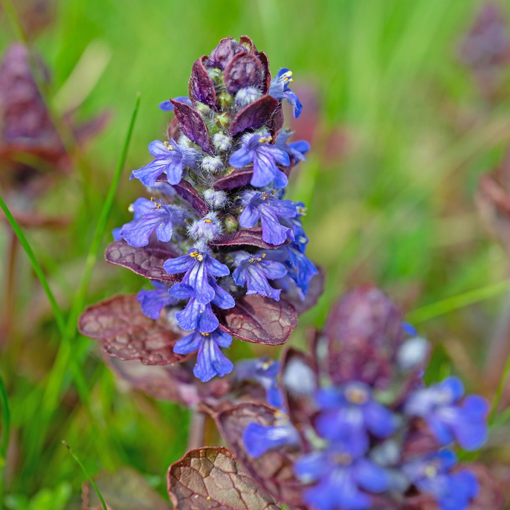 Ajuga reptans Atropurpurea