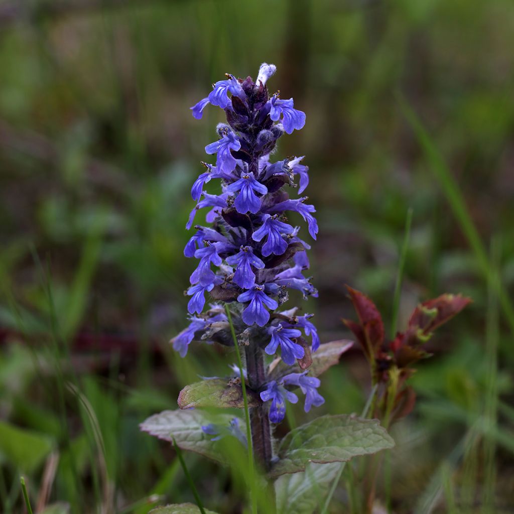 Ajuga reptans Atropurpurea