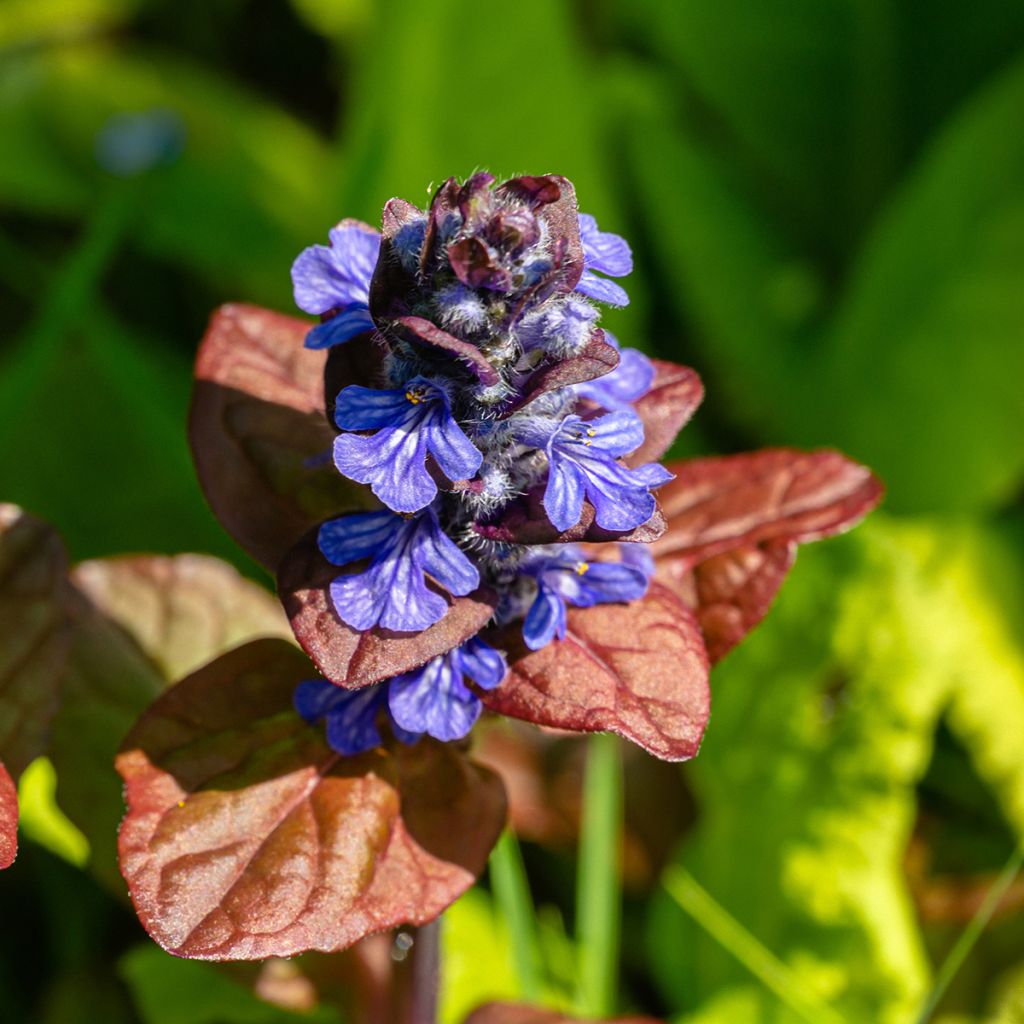 Ajuga reptans Atropurpurea