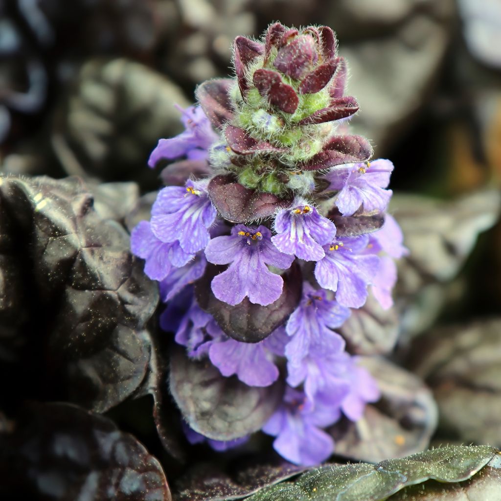 Ajuga reptans Black Scallop