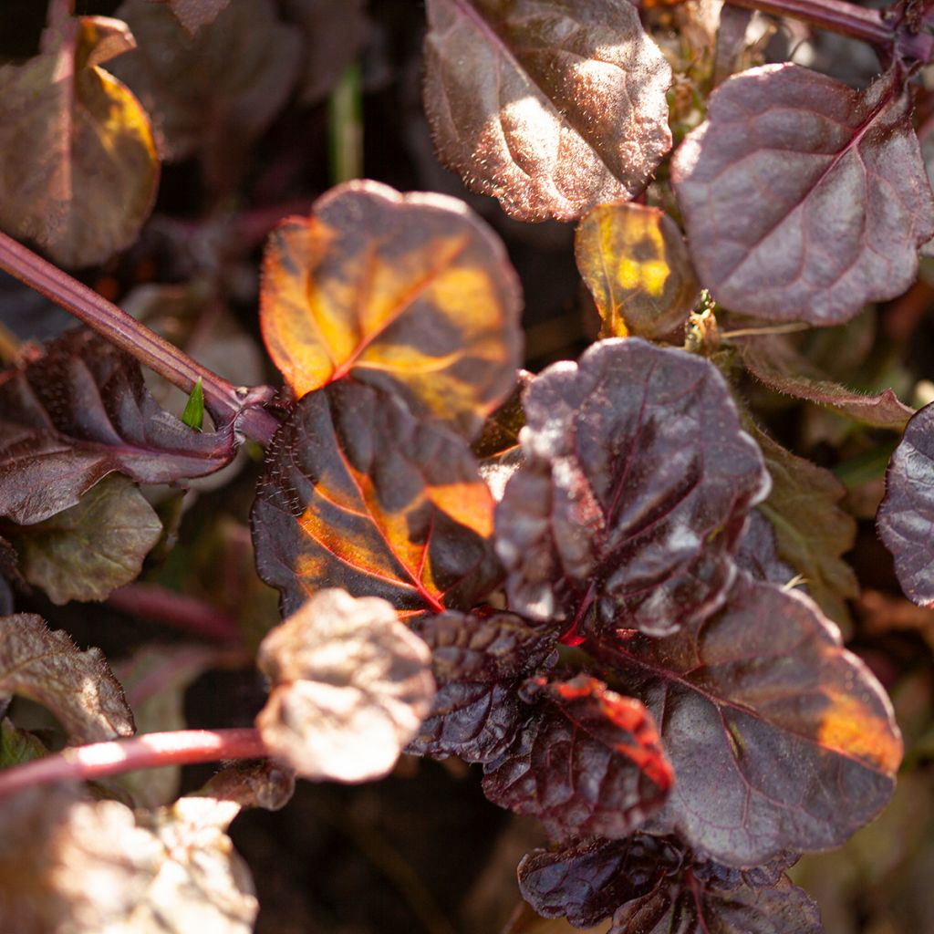 Ajuga reptans Black Scallop