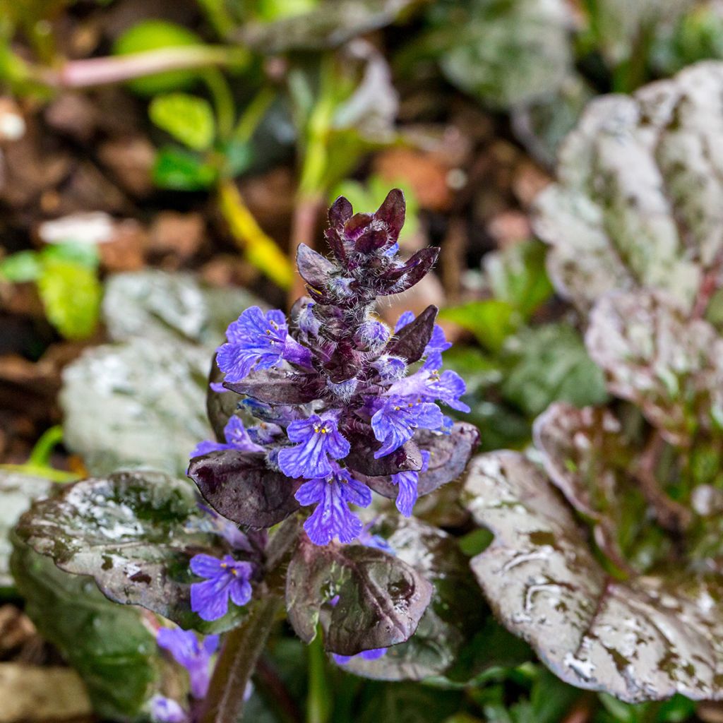 Ajuga reptans Black Scallop