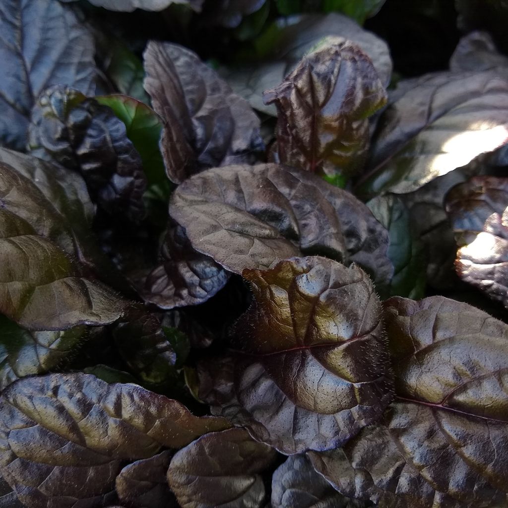 Ajuga reptans Braunherz