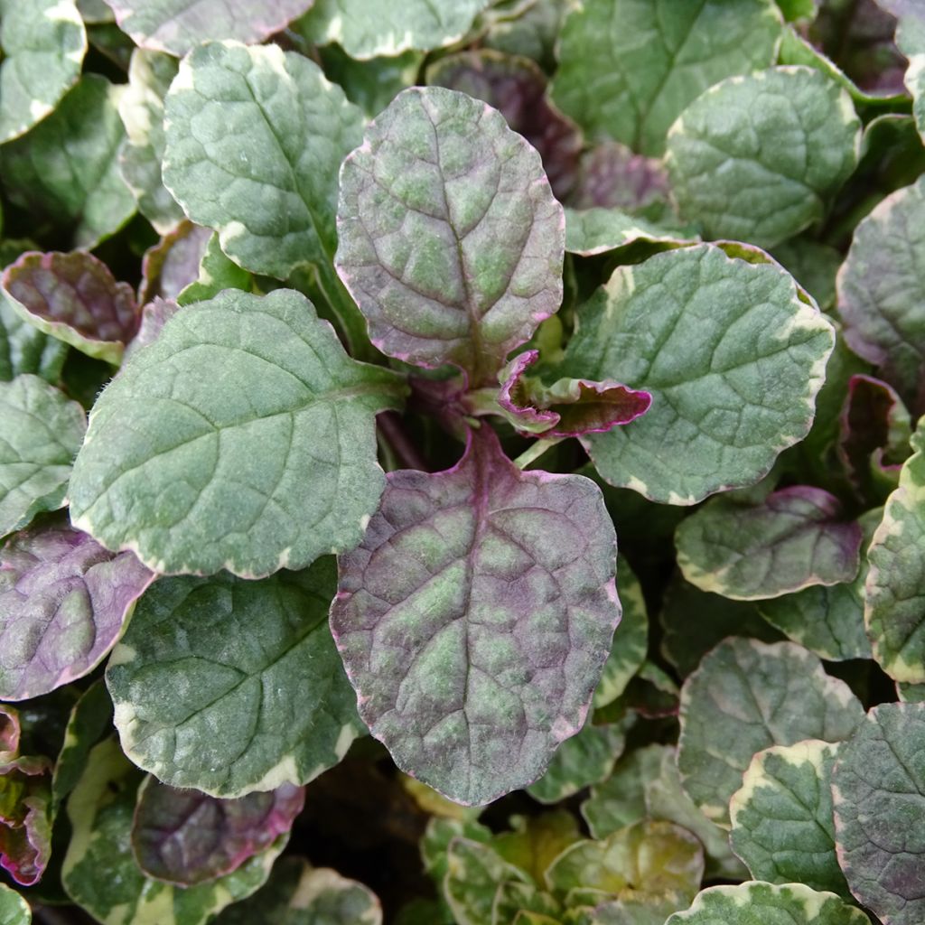 Bugle rampante - Ajuga reptans Burgundy Glow