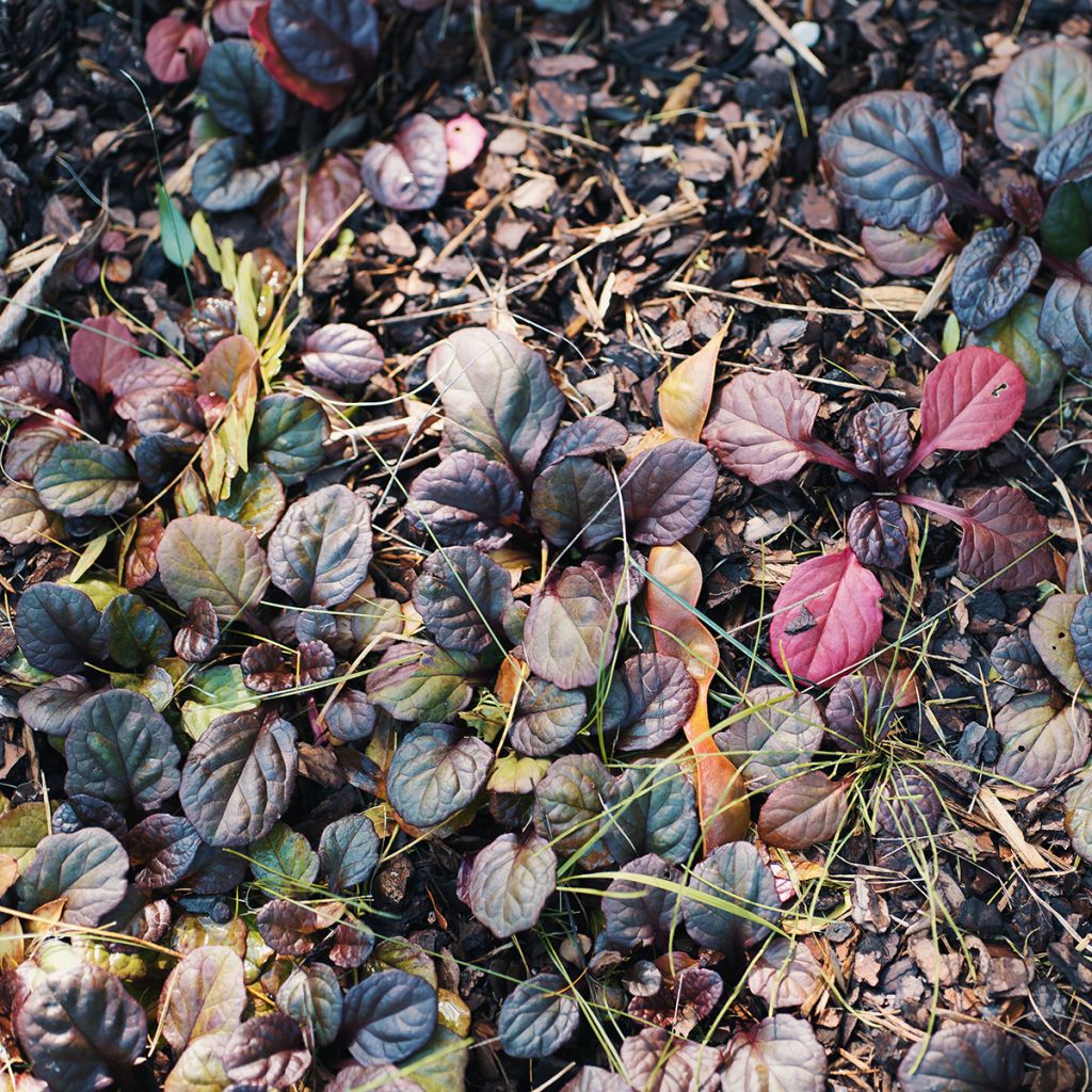 Ajuga reptans Catlin's Giant