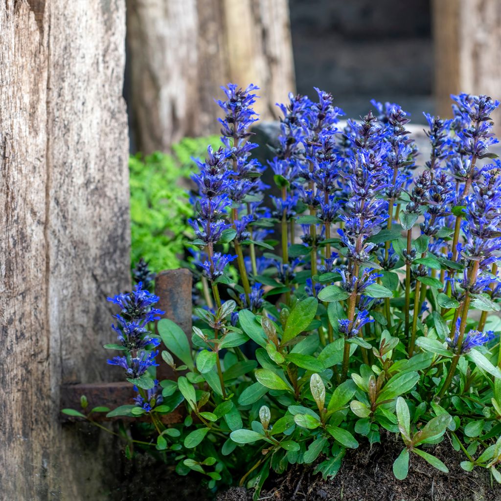 Ajuga reptans - Consuelda media