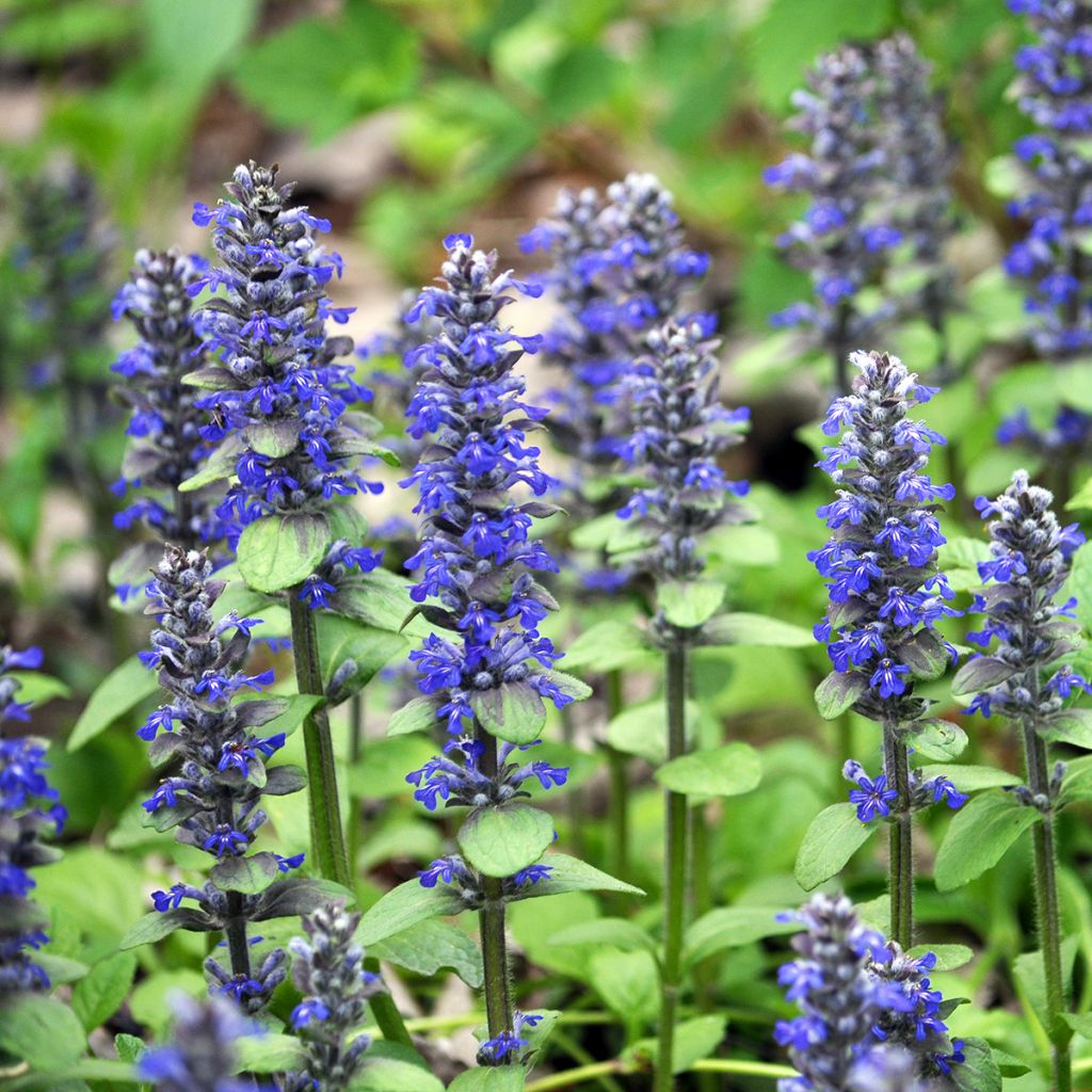 Ajuga reptans - Consuelda media