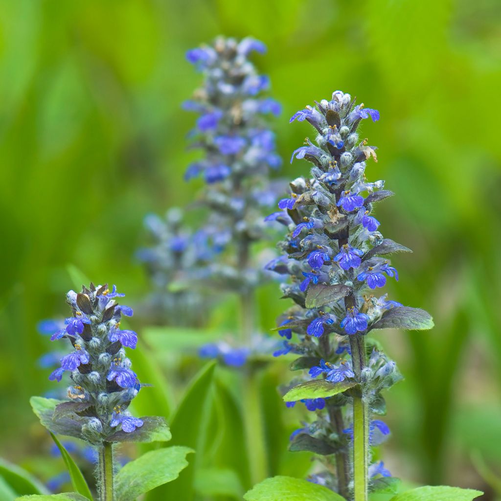 Ajuga reptans - Consuelda media