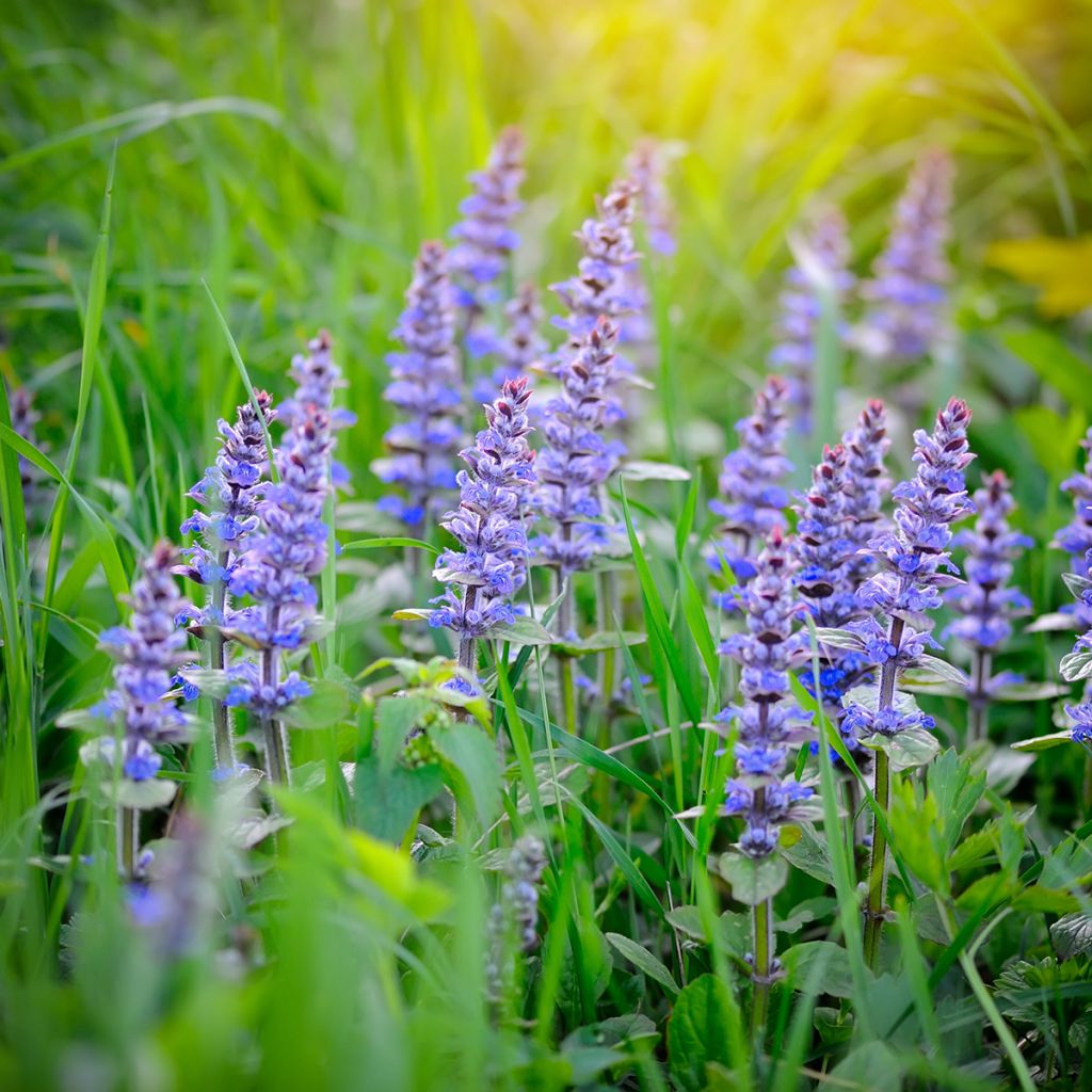 Ajuga reptans - Consuelda media