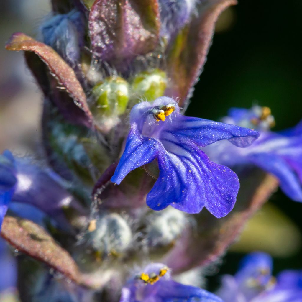 Ajuga reptans - Consuelda media