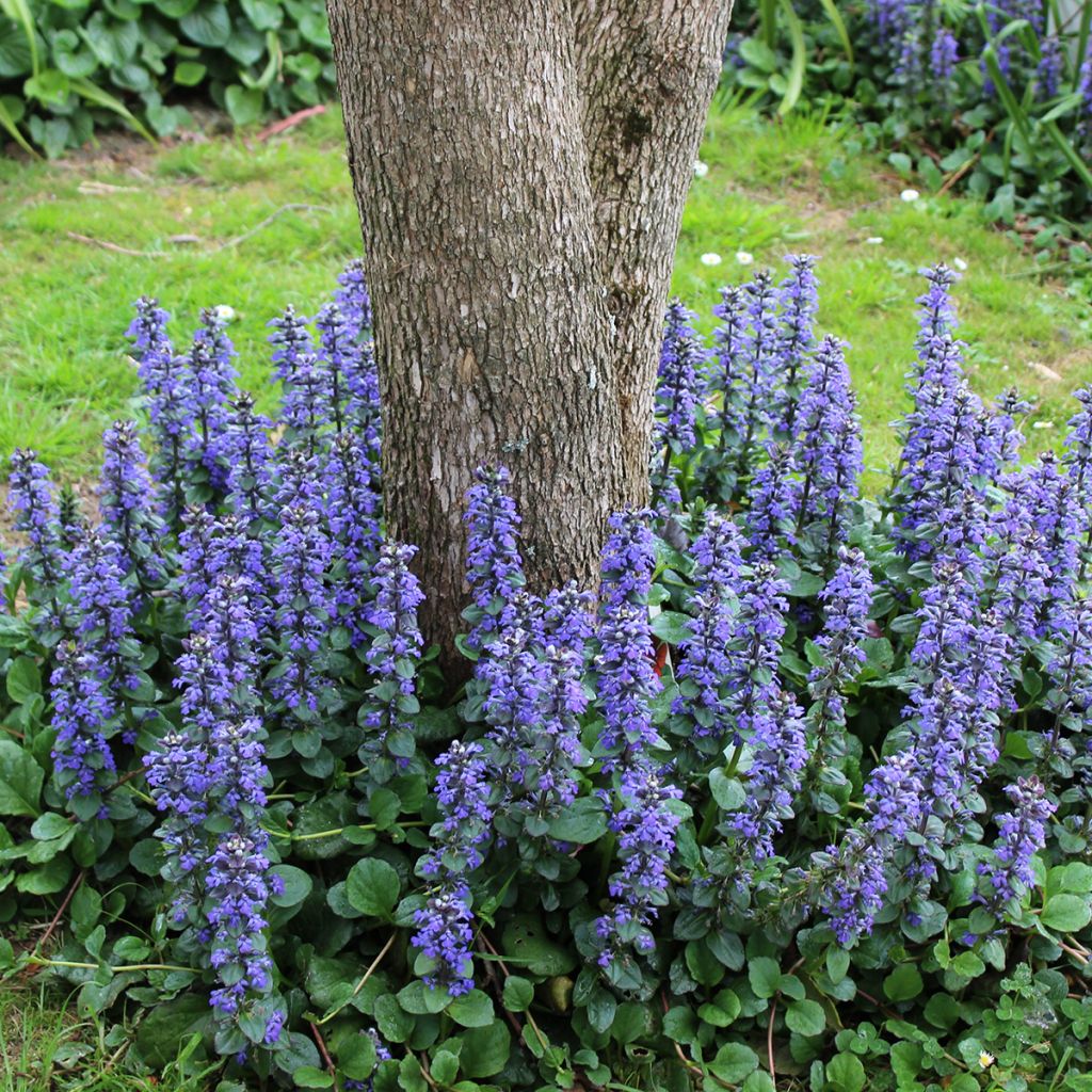 Ajuga reptans - Consuelda media