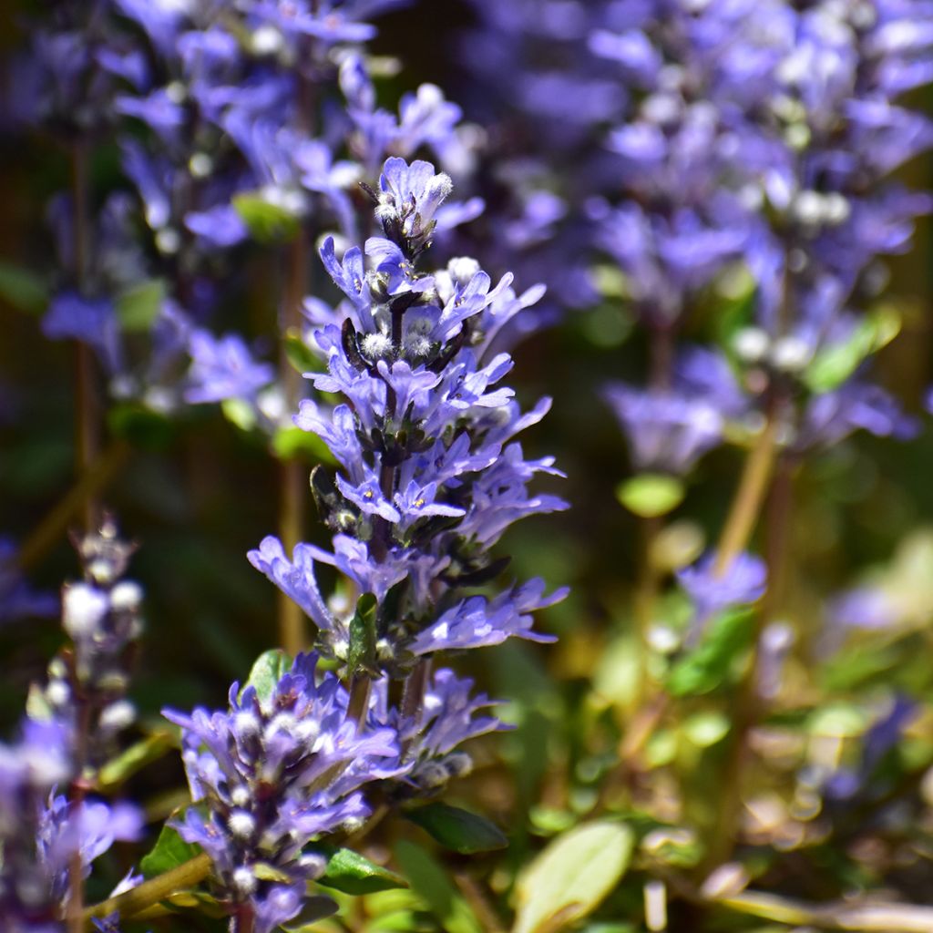 Ajuga Chocolate Chip - Búgula