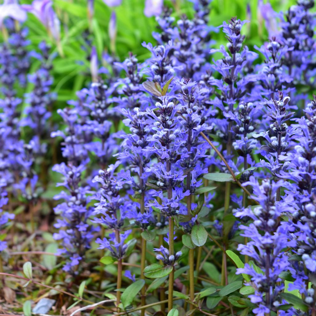 Ajuga Chocolate Chip - Búgula