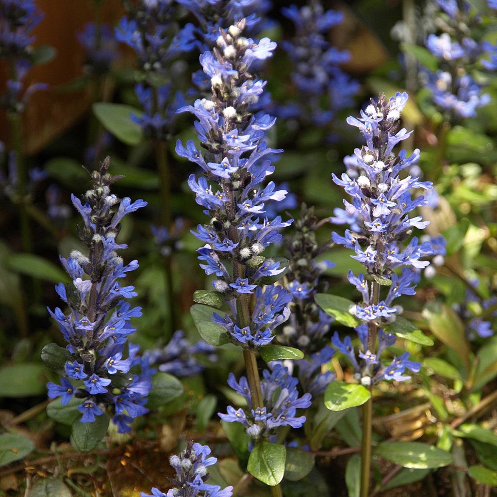 Ajuga Chocolate Chip - Búgula