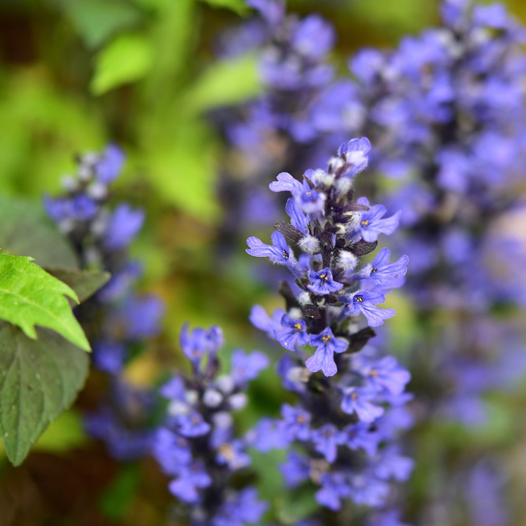 Ajuga Chocolate Chip - Búgula