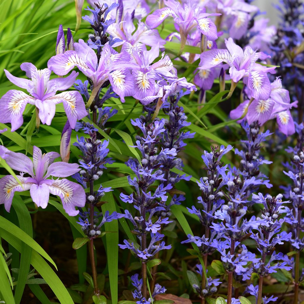 Ajuga Chocolate Chip - Búgula