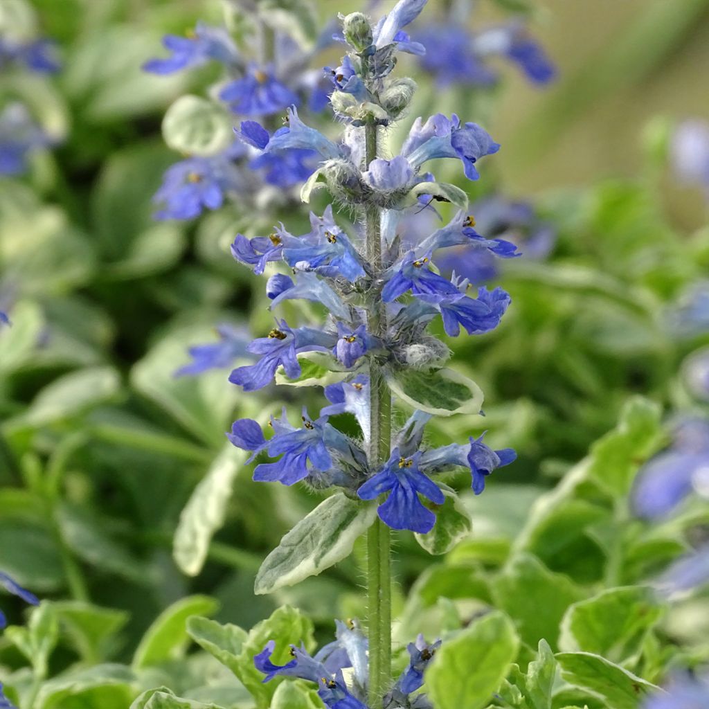 Ajuga reptans Variegata