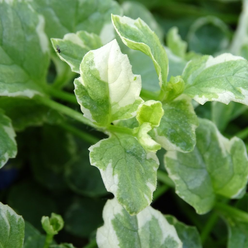 Ajuga reptans Variegata