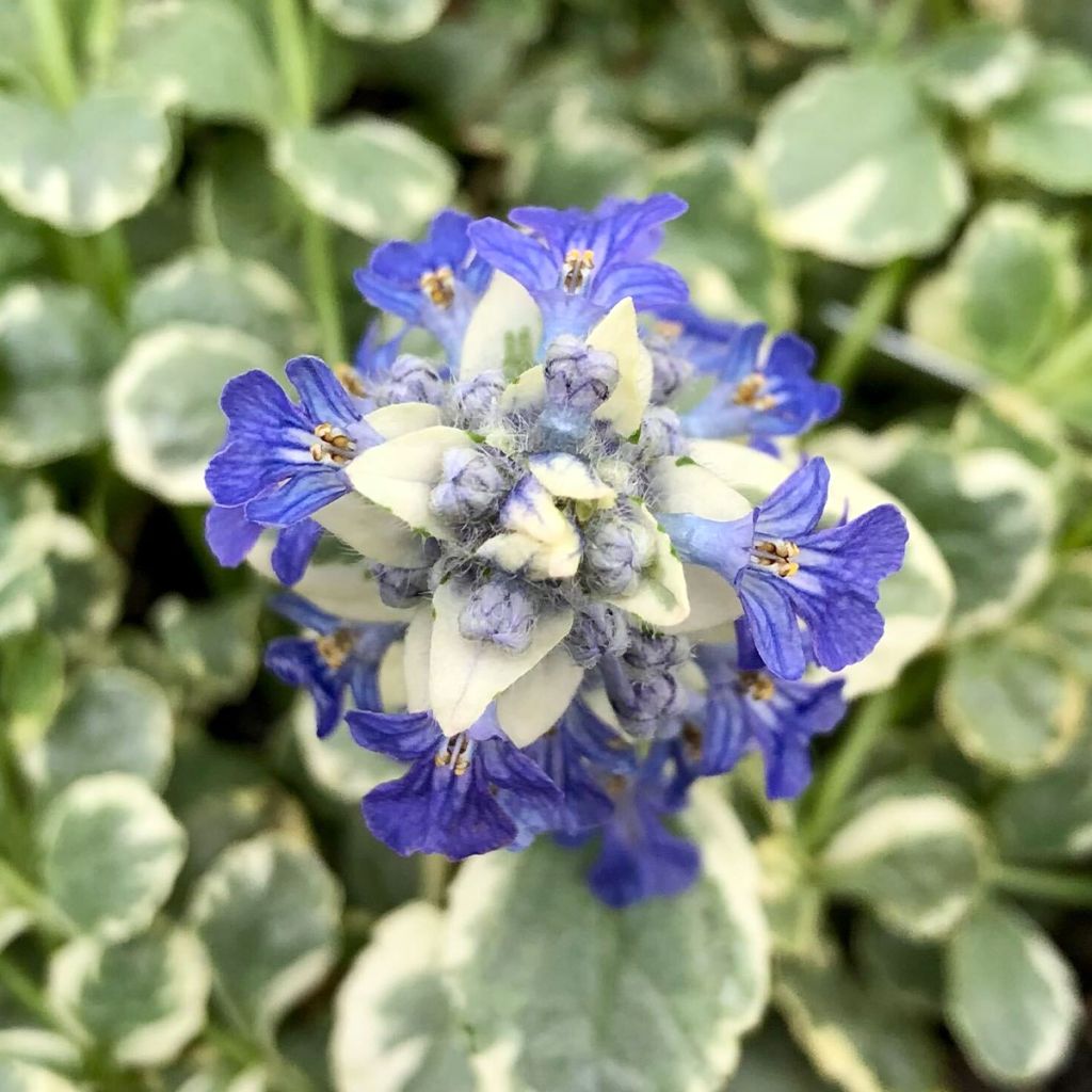 Bugle rampante panachée - Ajuga reptans Variegata