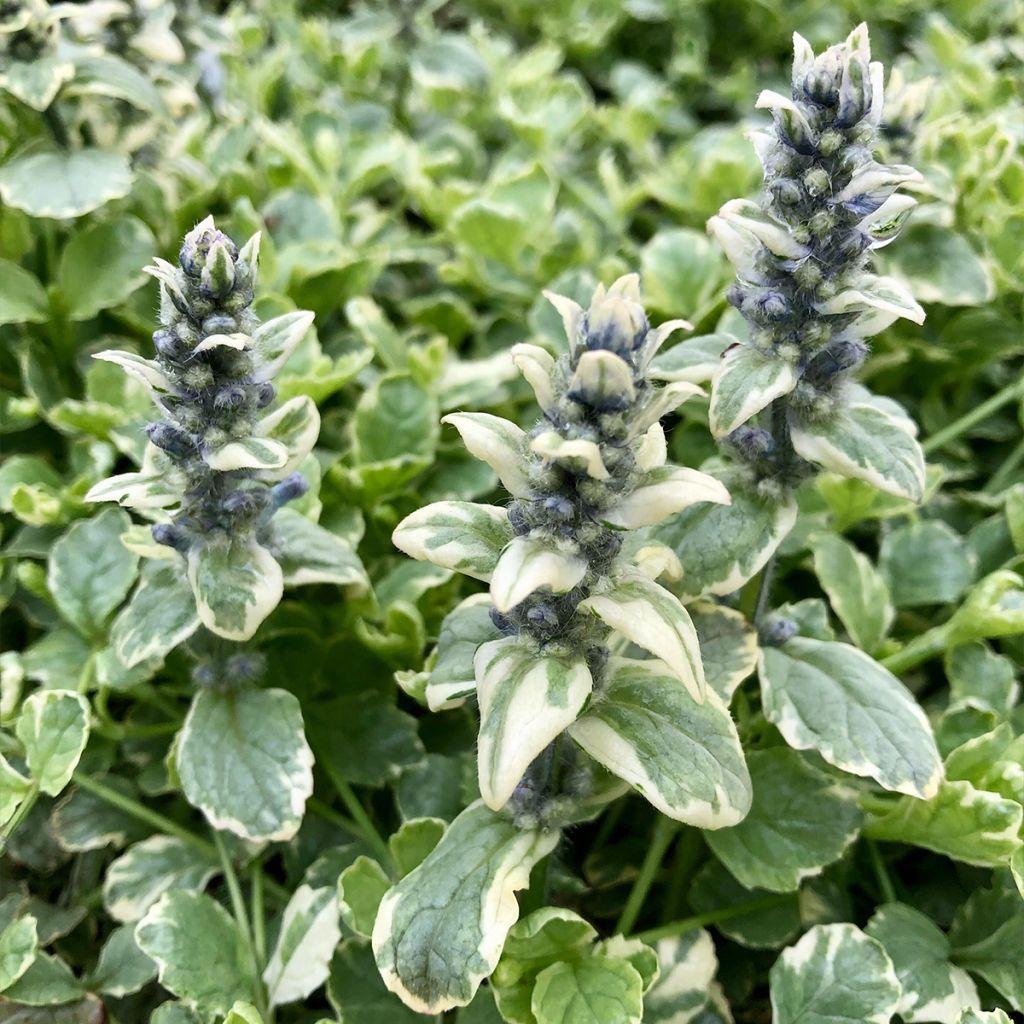 Bugle rampante panachée - Ajuga reptans Variegata