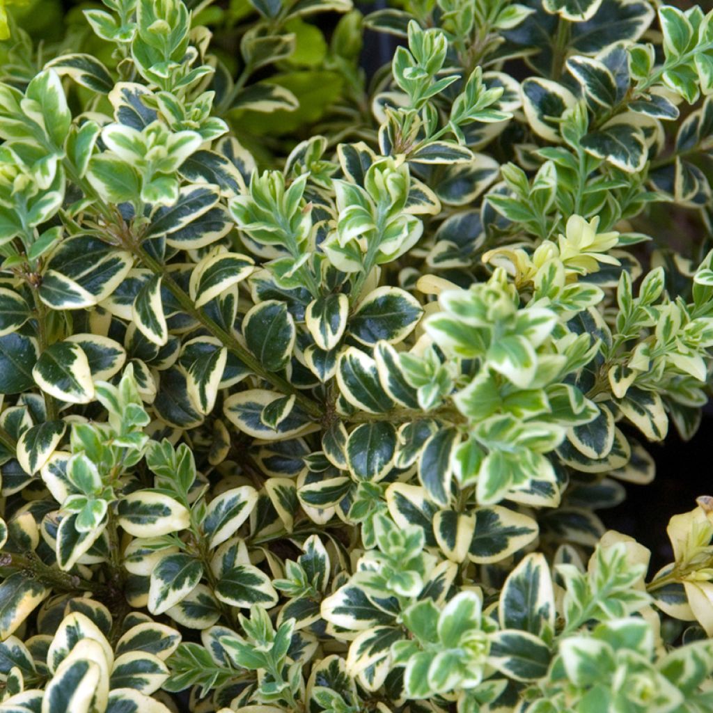 Boj enano - Buxus sempervirens Elegans