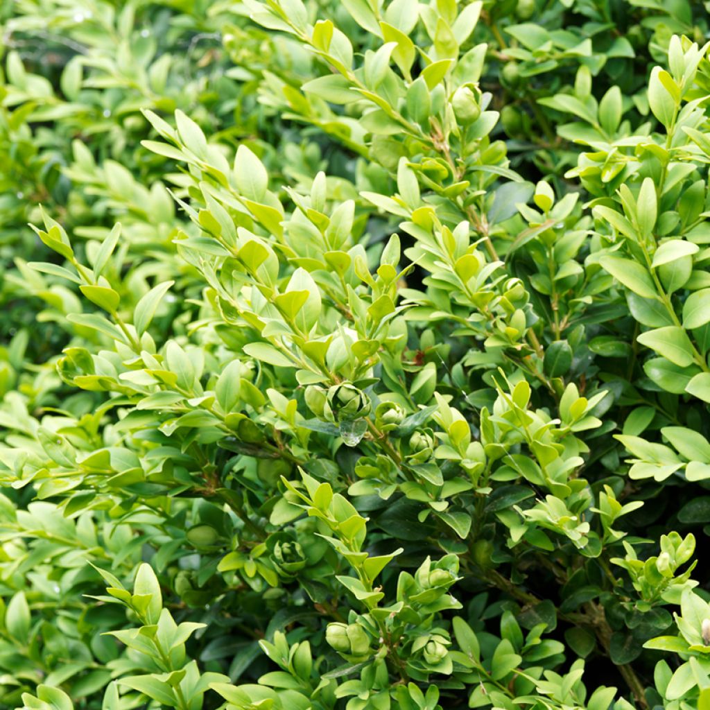 Boj enano - Buxus sempervirens Suffruticosa