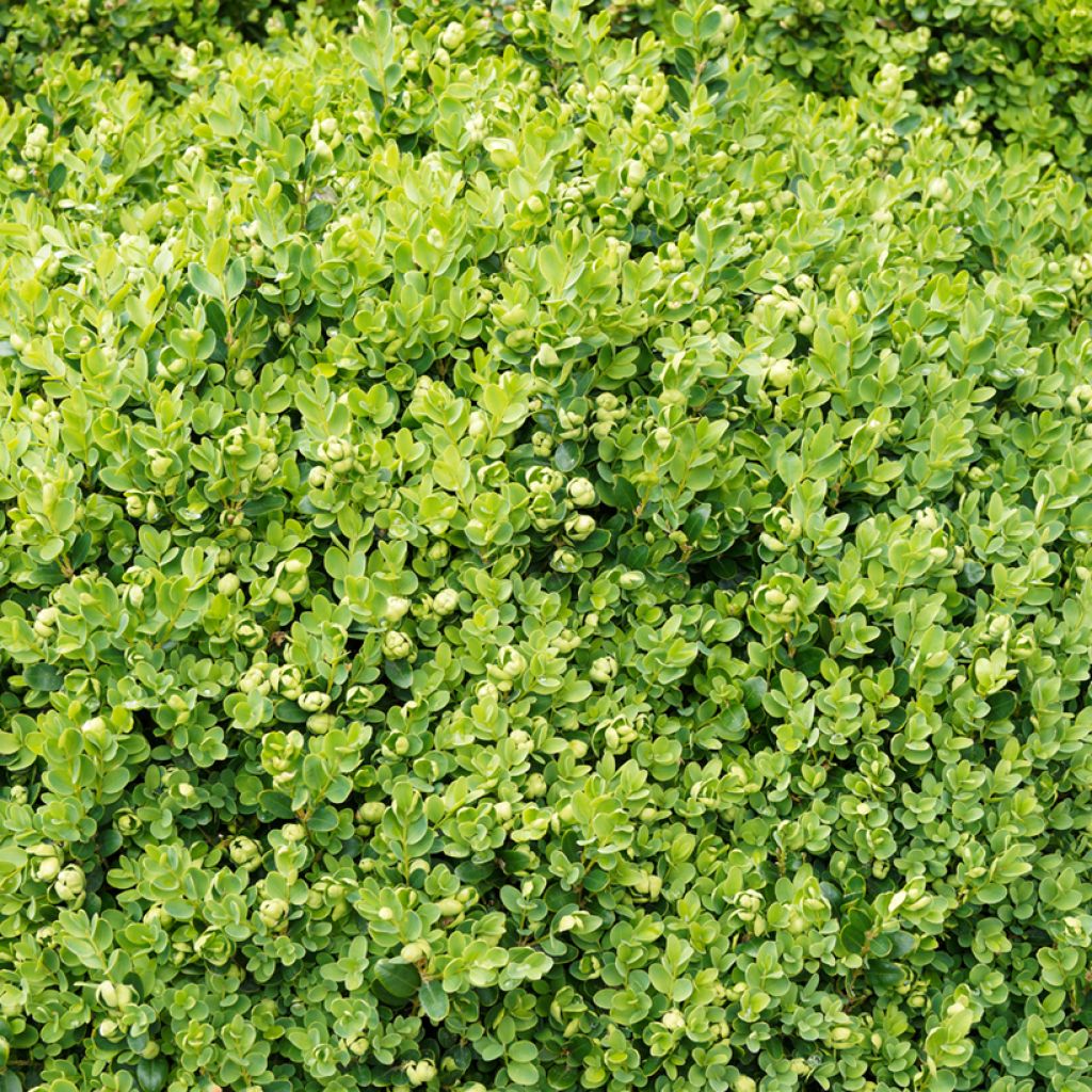 Boj enano - Buxus sempervirens Suffruticosa