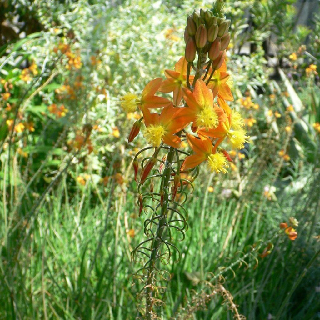 Bulbine frutescens Avera Sunset Orange