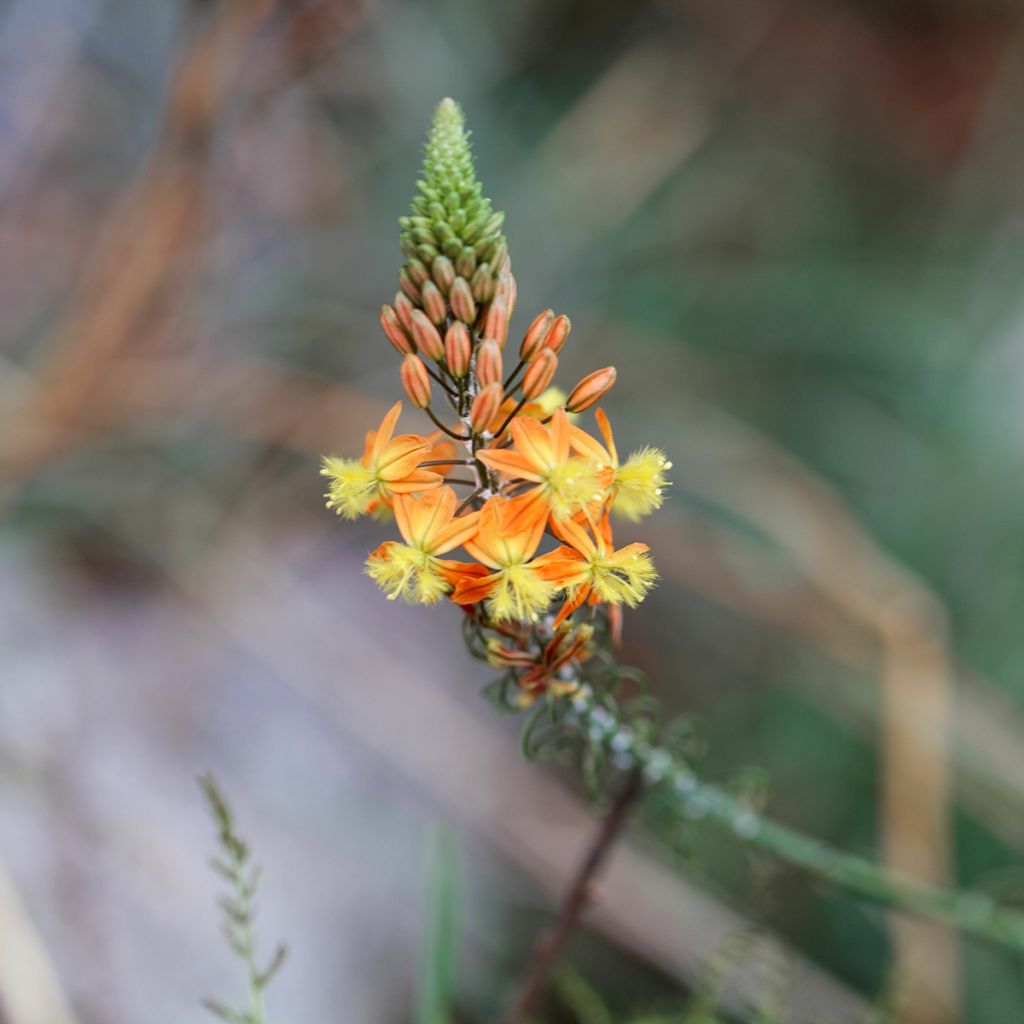 Bulbine frutescens