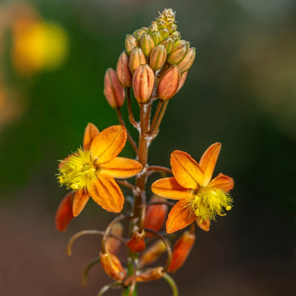 Bulbine frutescens