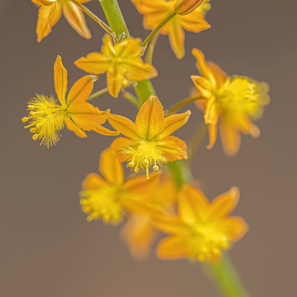 Bulbine frutescens