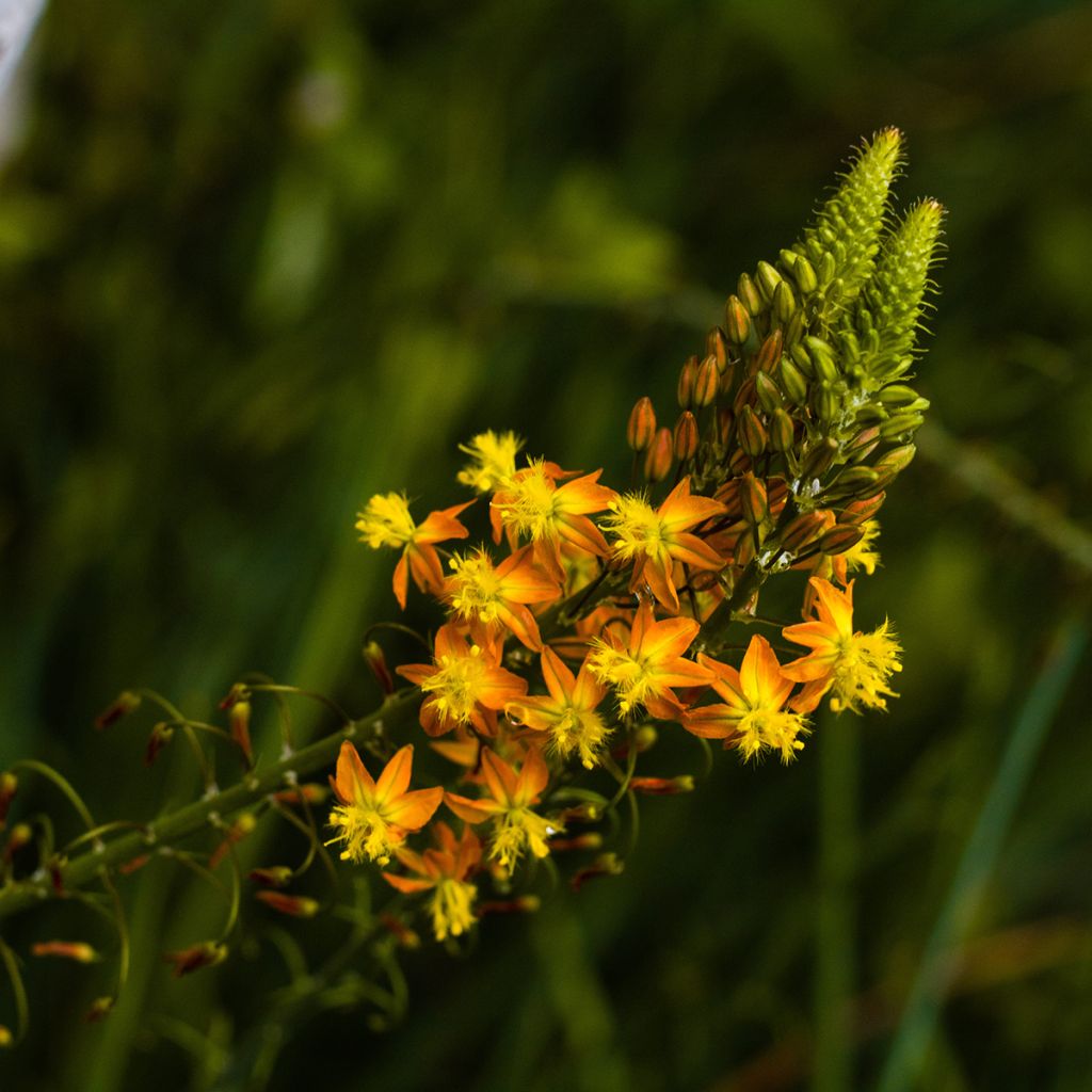 Bulbine frutescens