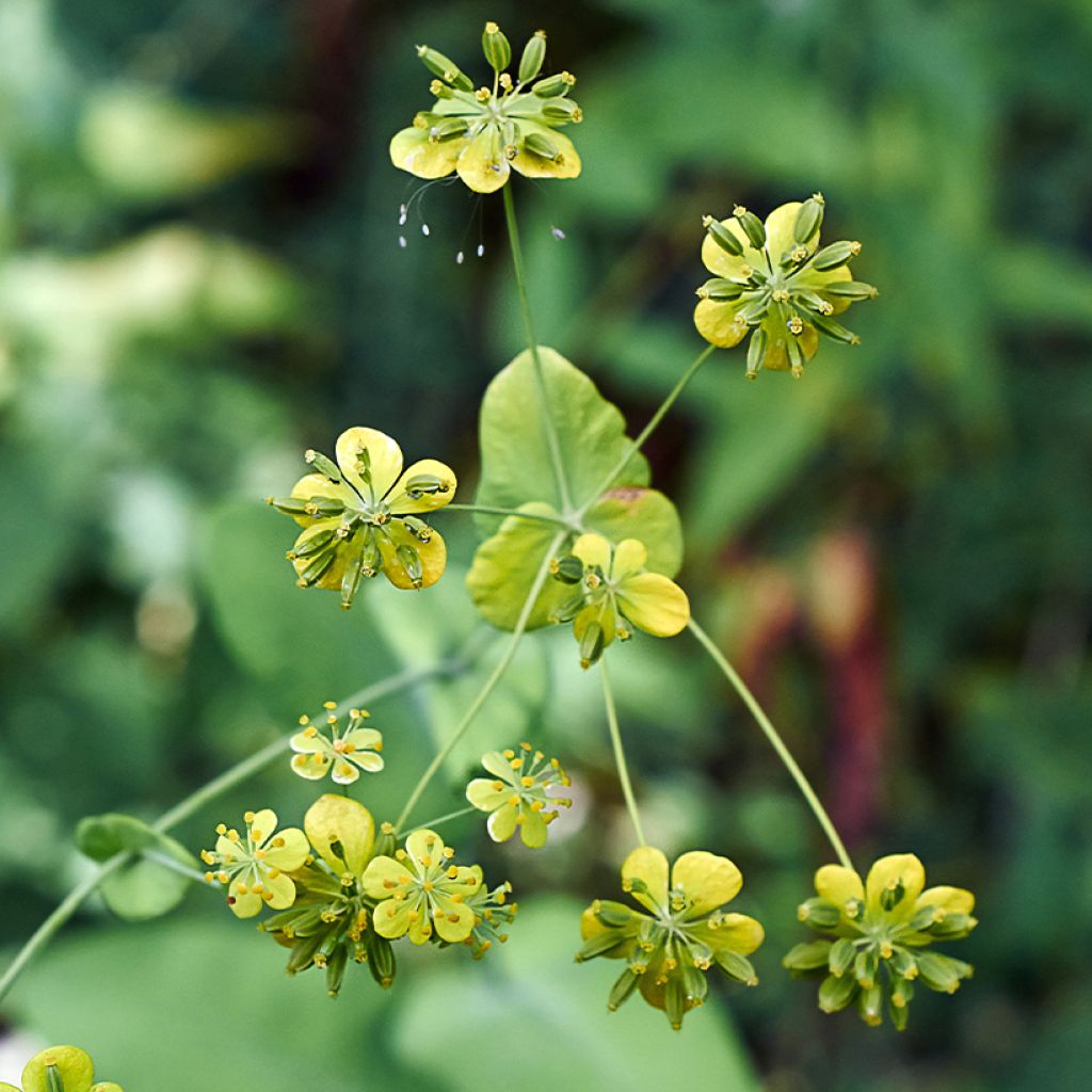 Bupleurum falcatum - Hierba gitana