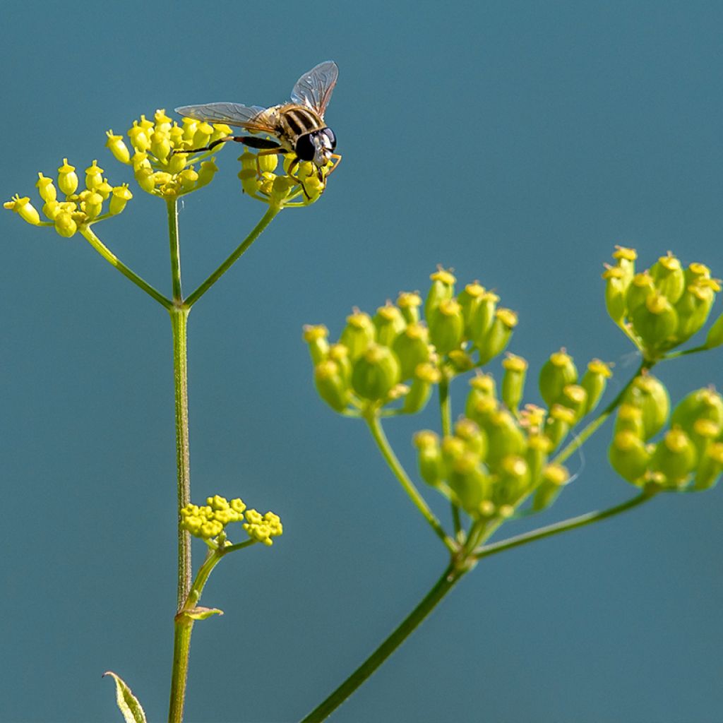 Bupleurum falcatum - Hierba gitana