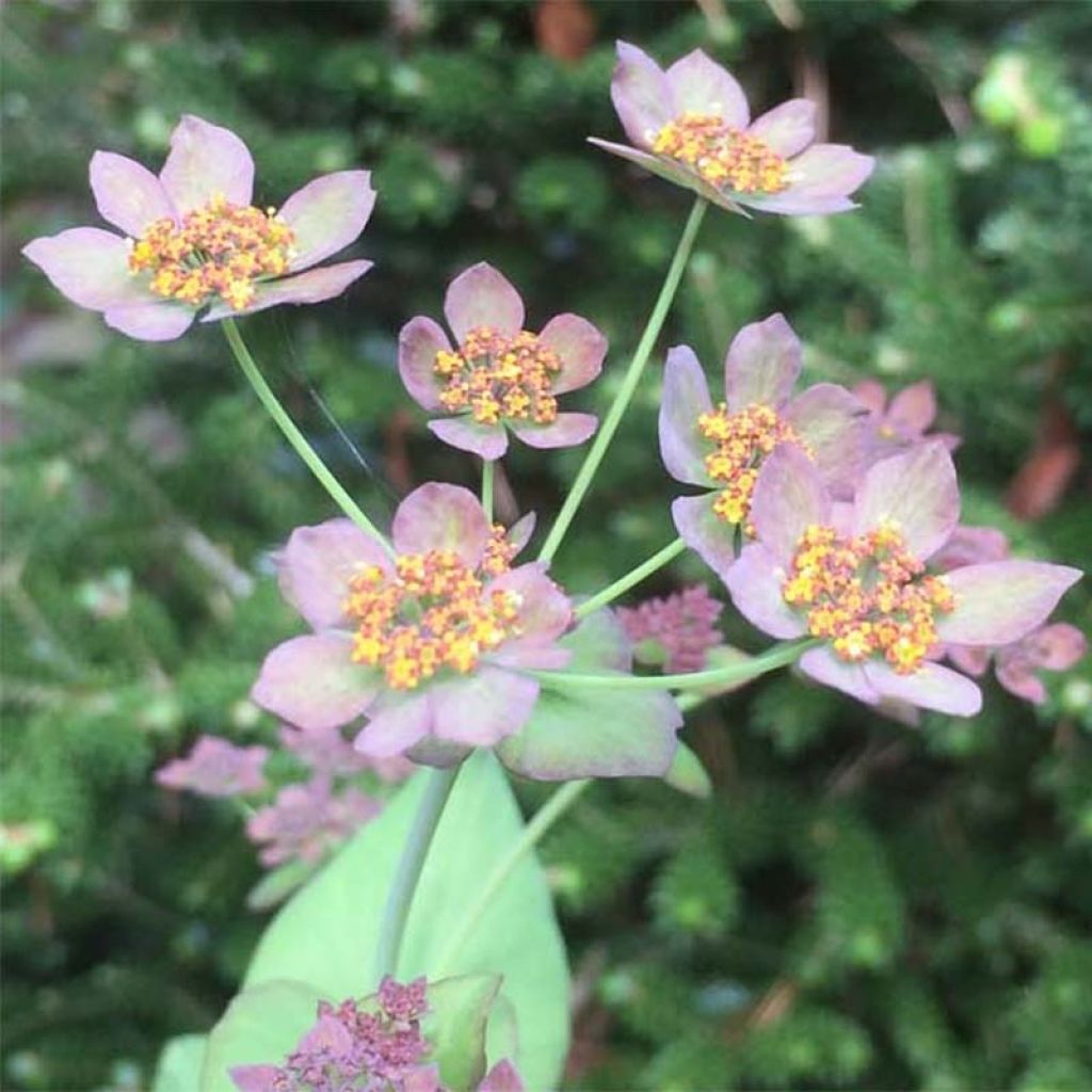 Bupleurum longifolium Bronze Beauty - Buplèvre à feuilles allongées