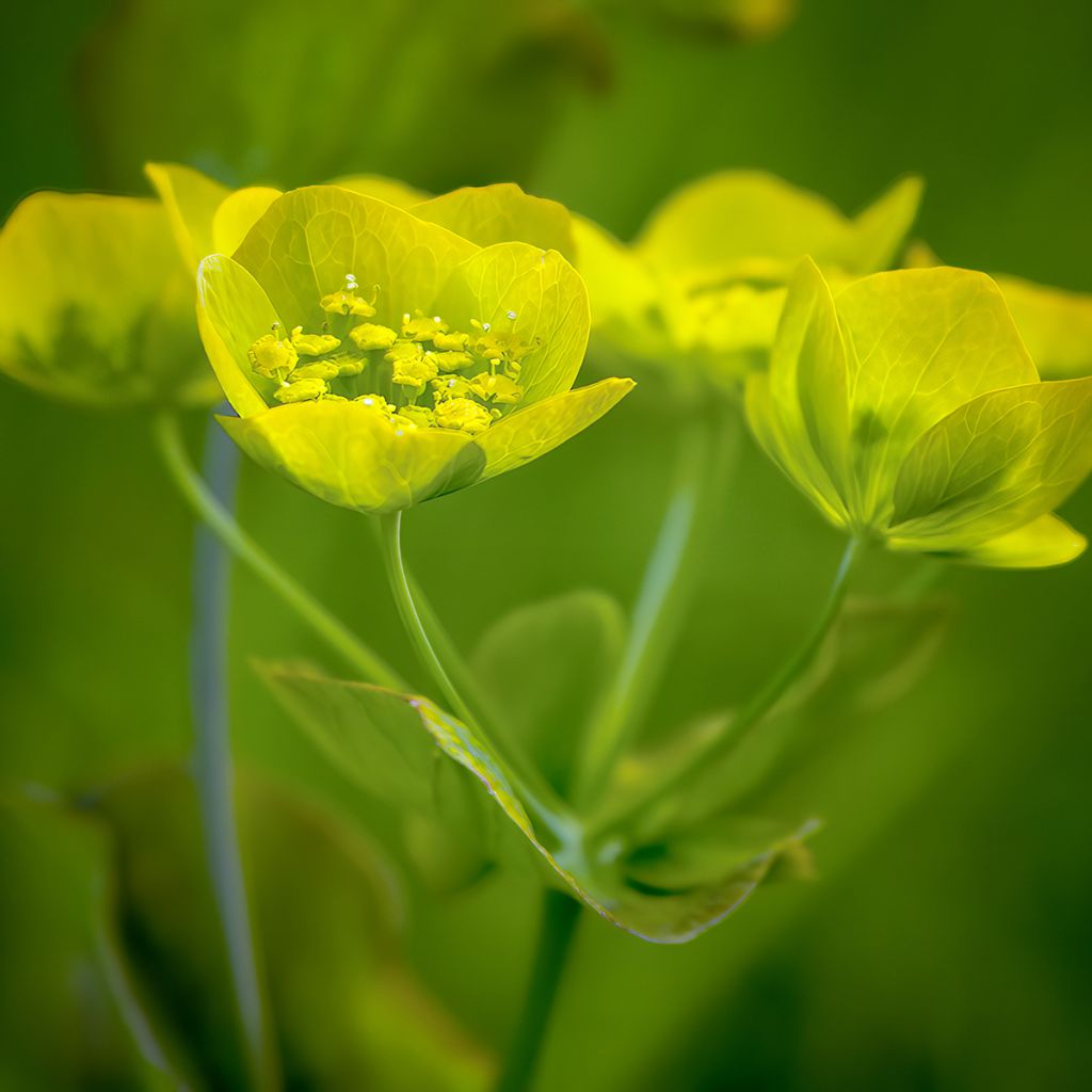 Bupleurum longifolium Aureum - Langarica