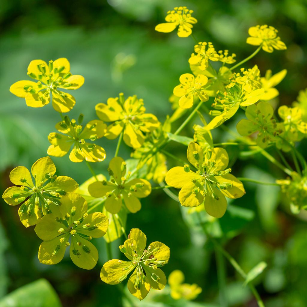 Bupleurum longifolium Aureum - Langarica