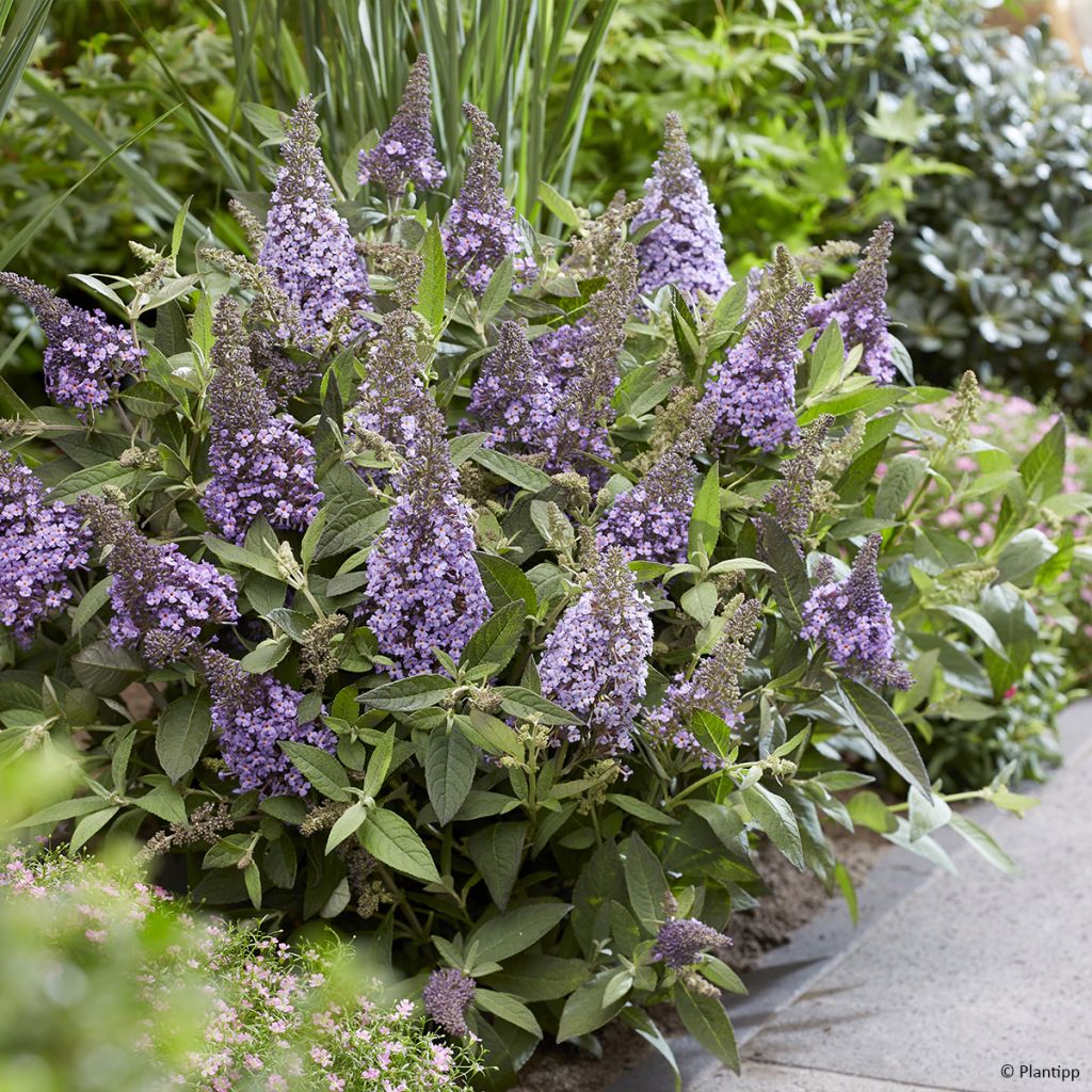 Buddleja davidii Butterfly Candy Lila Sweetheart