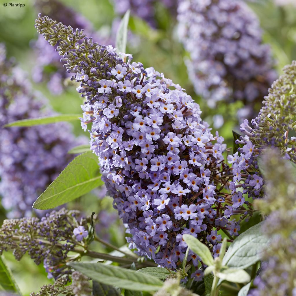 Buddleja davidii Butterfly Candy Lila Sweetheart