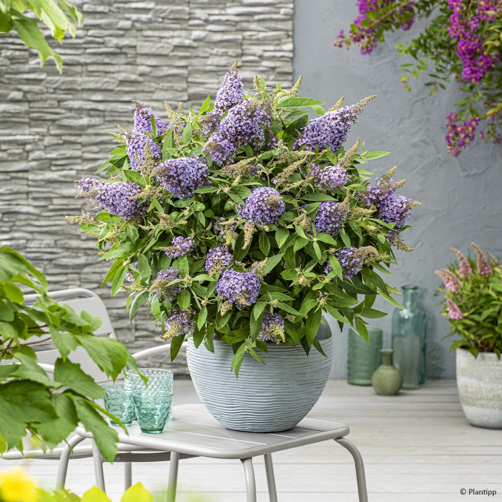 Buddleja davidii Butterfly Candy Lila Sweetheart