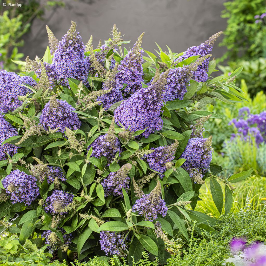 Buddleja davidii Butterfly Candy Lila Sweetheart