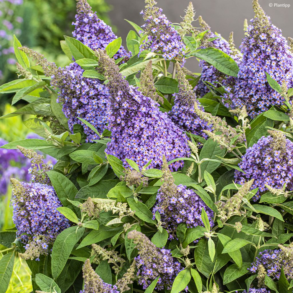 Buddleja davidii Butterfly Candy Lila Sweetheart