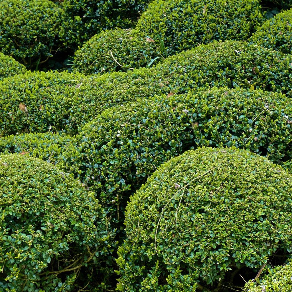 Boj japónico - Buxus microphylla Faulkner